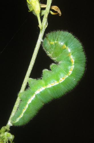 Colias hyale